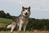 ALASKAN MALAMUTE 701